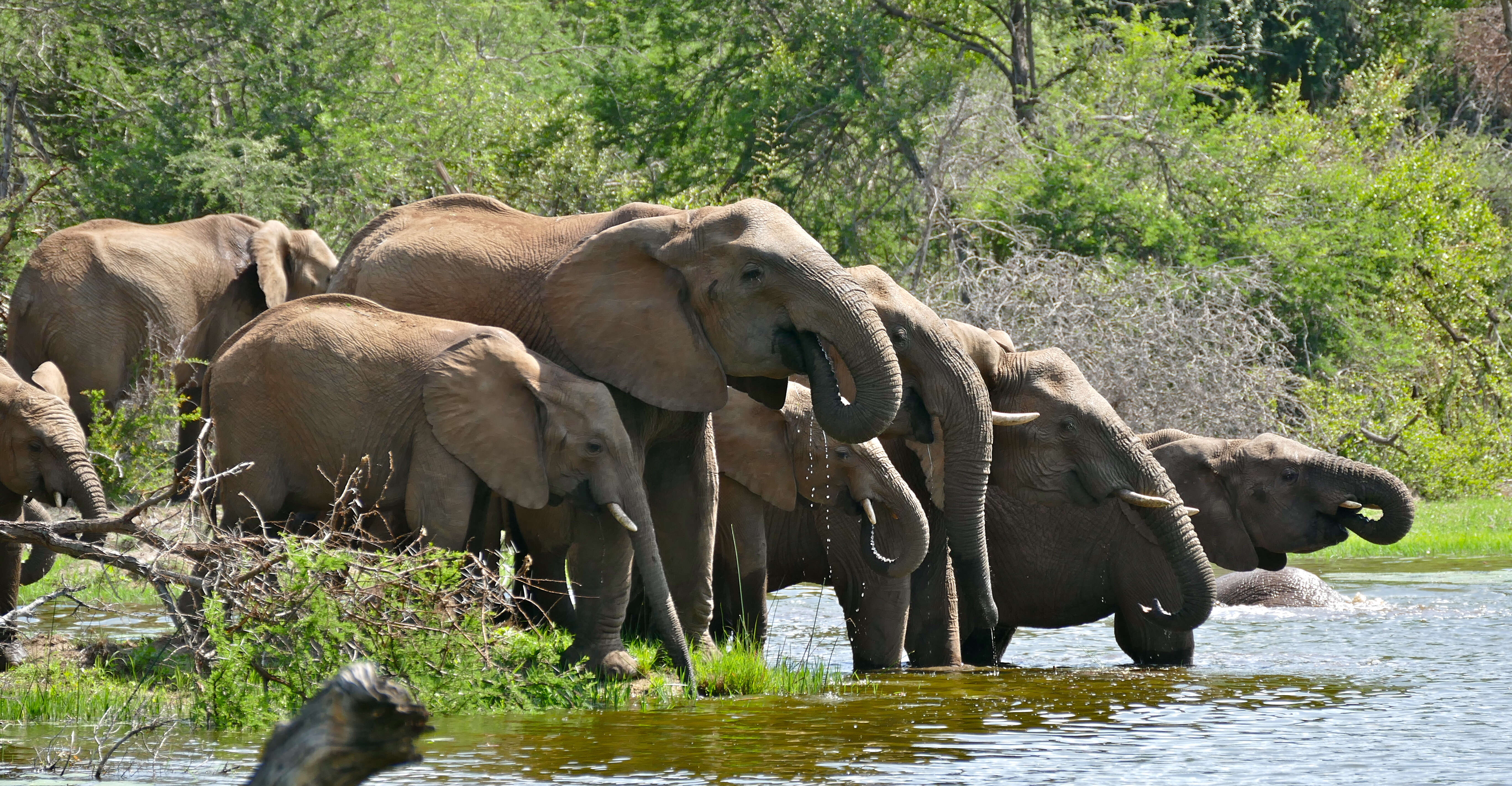 Image of African bush elephant