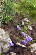 Image of Campanula carnica subsp. carnica