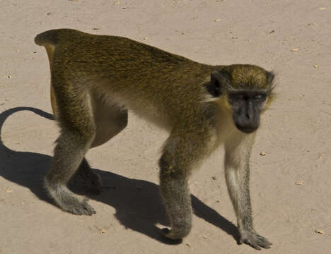 Image of Green Monkey