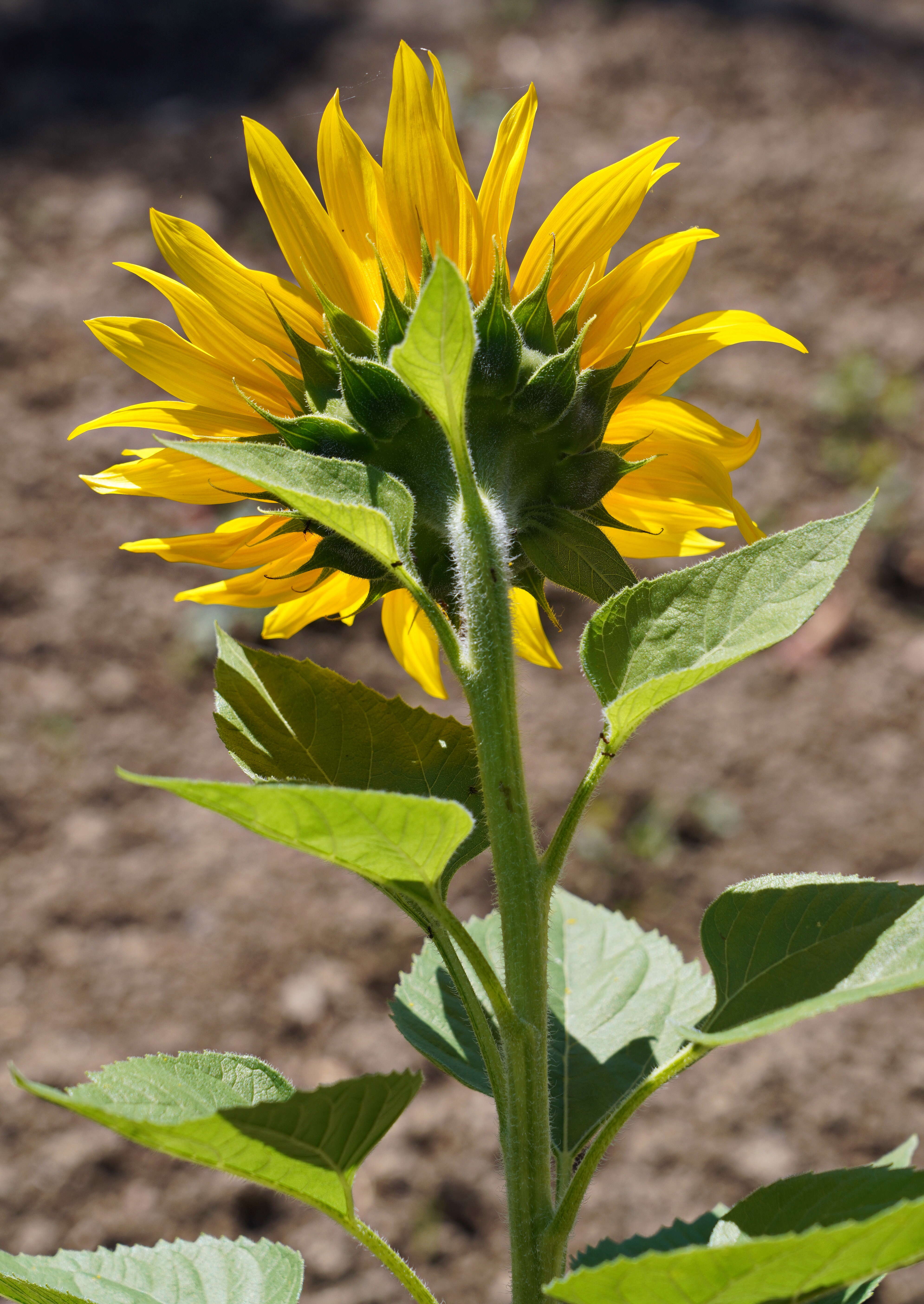 Image of sunflowers