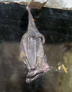 Image of short-tailed fruit bat