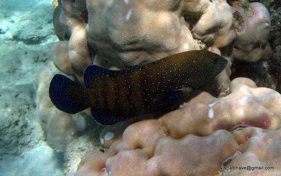 Image of Argus Grouper