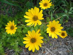 Image of swamp sunflower