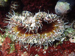 Image of Sand anemone