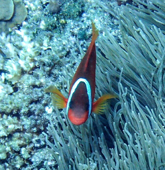 Sivun Amphiprion barberi Allen, Drew & Kaufman 2008 kuva