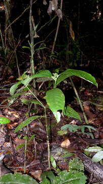 Imagem de Palicourea racemosa (Aubl.) Borhidi