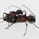 Image of Ant-like longhorn beetle