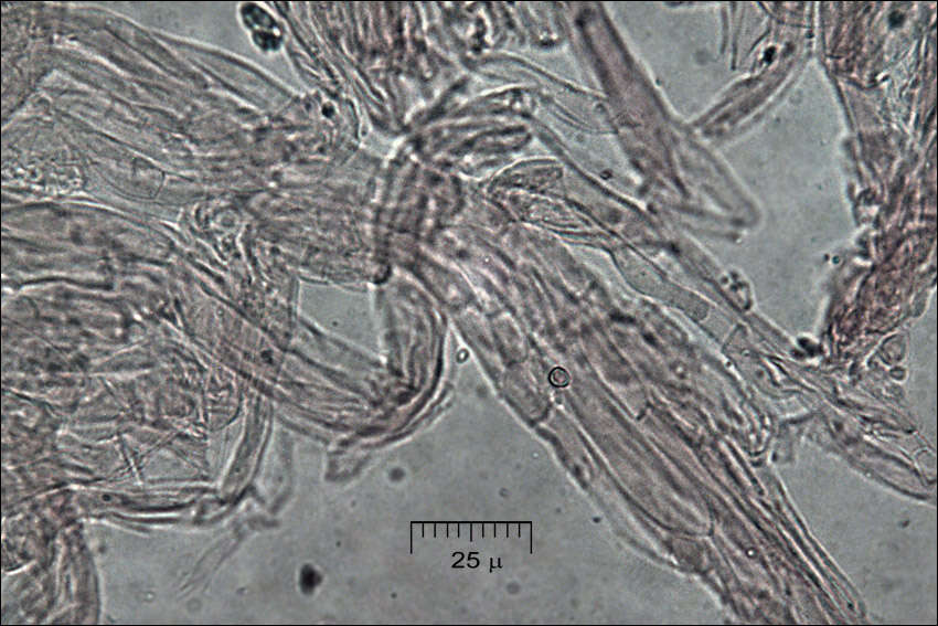 Слика од Ramaria aurea (Schaeff.) Quél. 1888