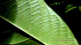 Image of Barbados cherry family 