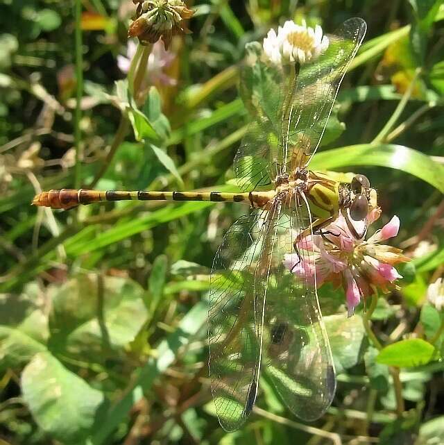 صورة Erpetogomphus designatus Hagen ex Selys 1858