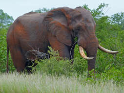 Image of African bush elephant