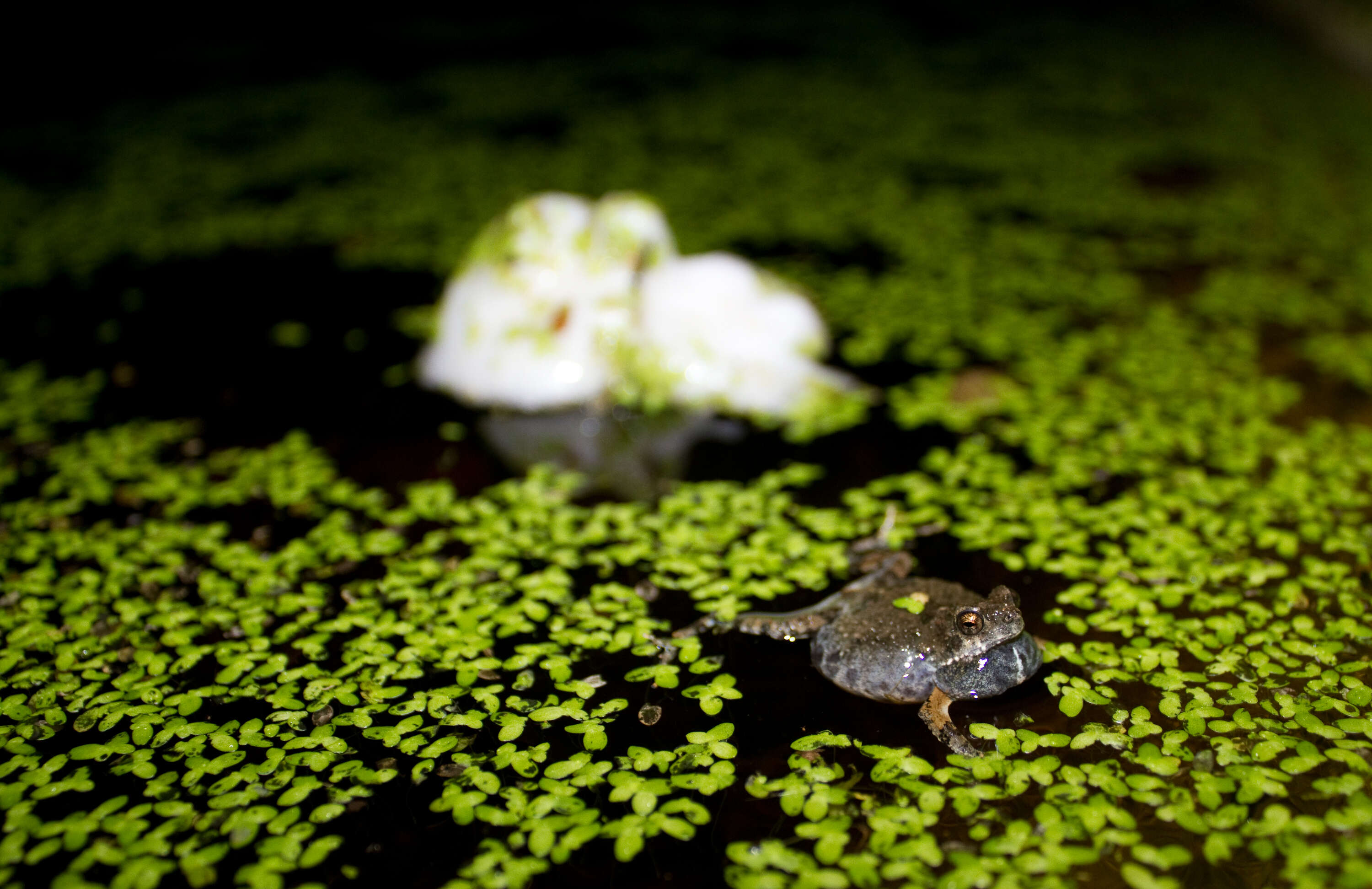 Image of Tungara Frog