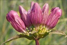 Image de Gentiana pannonica Scop.