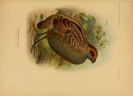 Image of Spot-winged Wood Quail