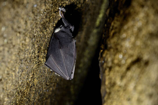 Image of Arabian Horseshoe Bat