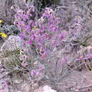 Image of Matthiola fruticulosa subsp. fruticulosa