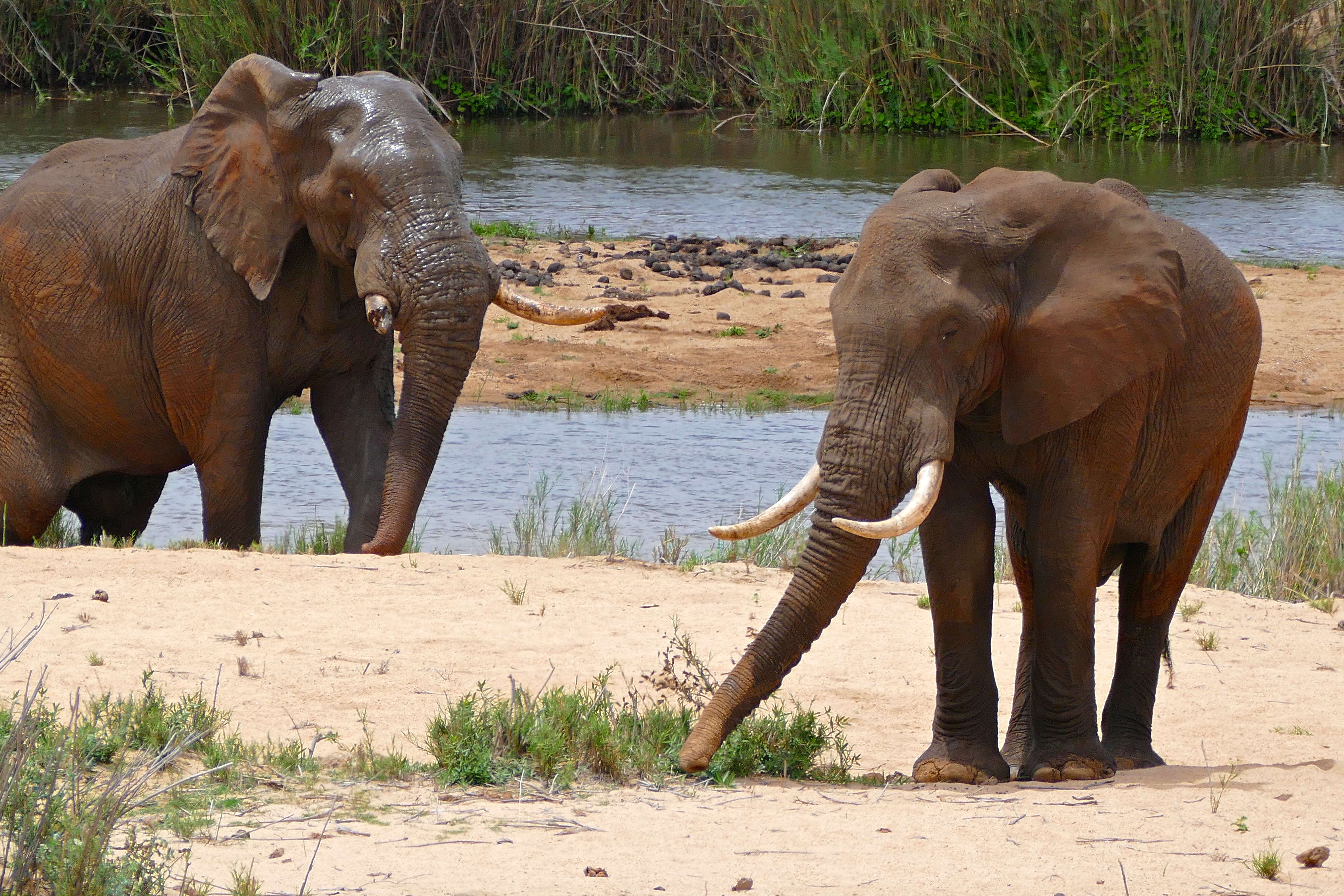 Image of African bush elephant