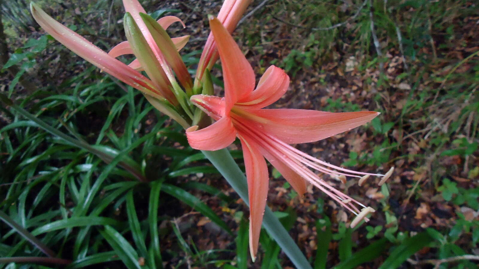 Слика од Hippeastrum stylosum Herb.