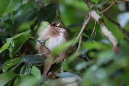 Image of Carduelis carduelis parva Tschusi 1901