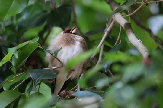 Imagem de Carduelis carduelis parva Tschusi 1901