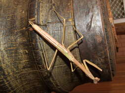 Image of Archimantis