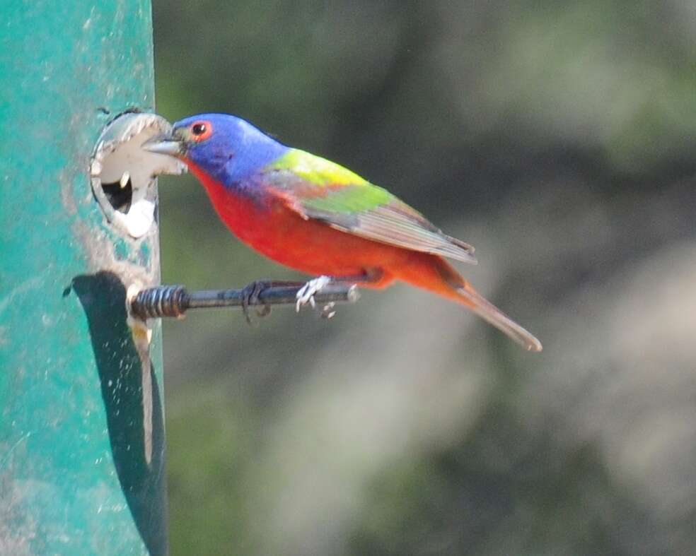 Image of Painted Bunting