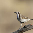 Image of Tawny-crowned Honeyeater