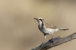 Image of Gliciphila Swainson 1837