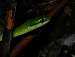 Image of Cope's Parrot Snake