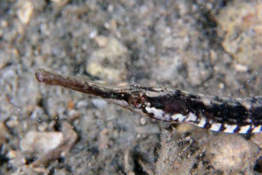 Image of Chain pipefish