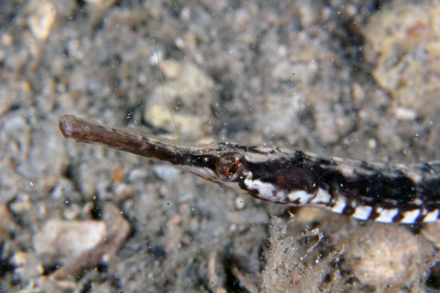 Image of seaweed pipefish