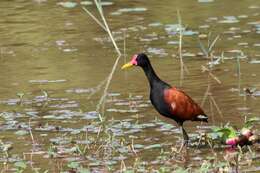 Image of Wattled Jacana