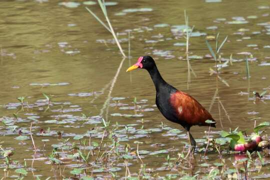 Image of Wattled Jacana