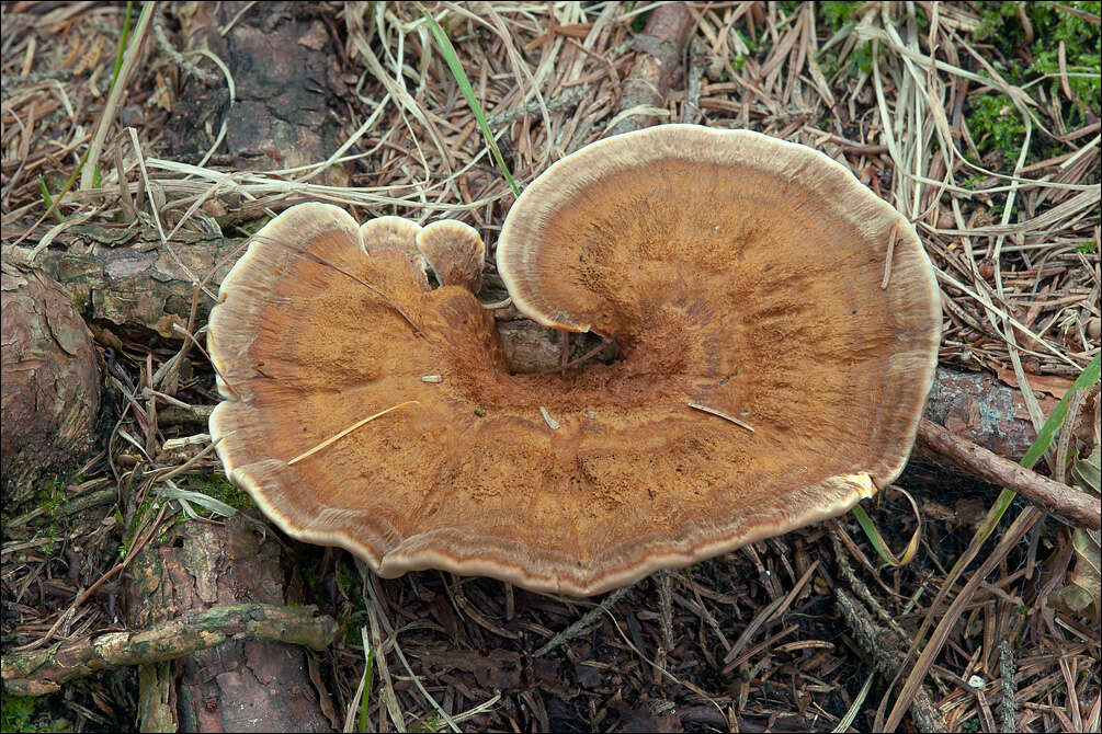 Image of Coltricia perennis (L.) Murrill 1903