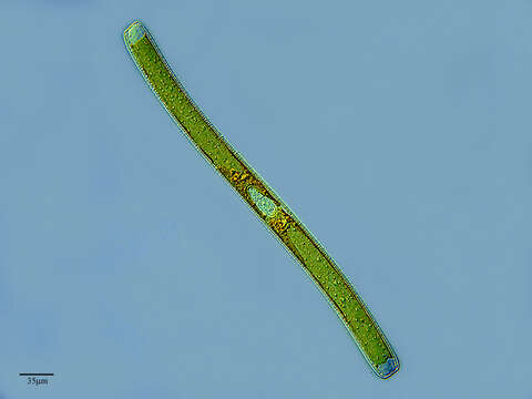 Image of Nitzschia sigmoidea