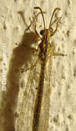 Image of Myrmecaelurus