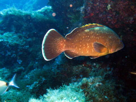 Image of Dusky Grouper