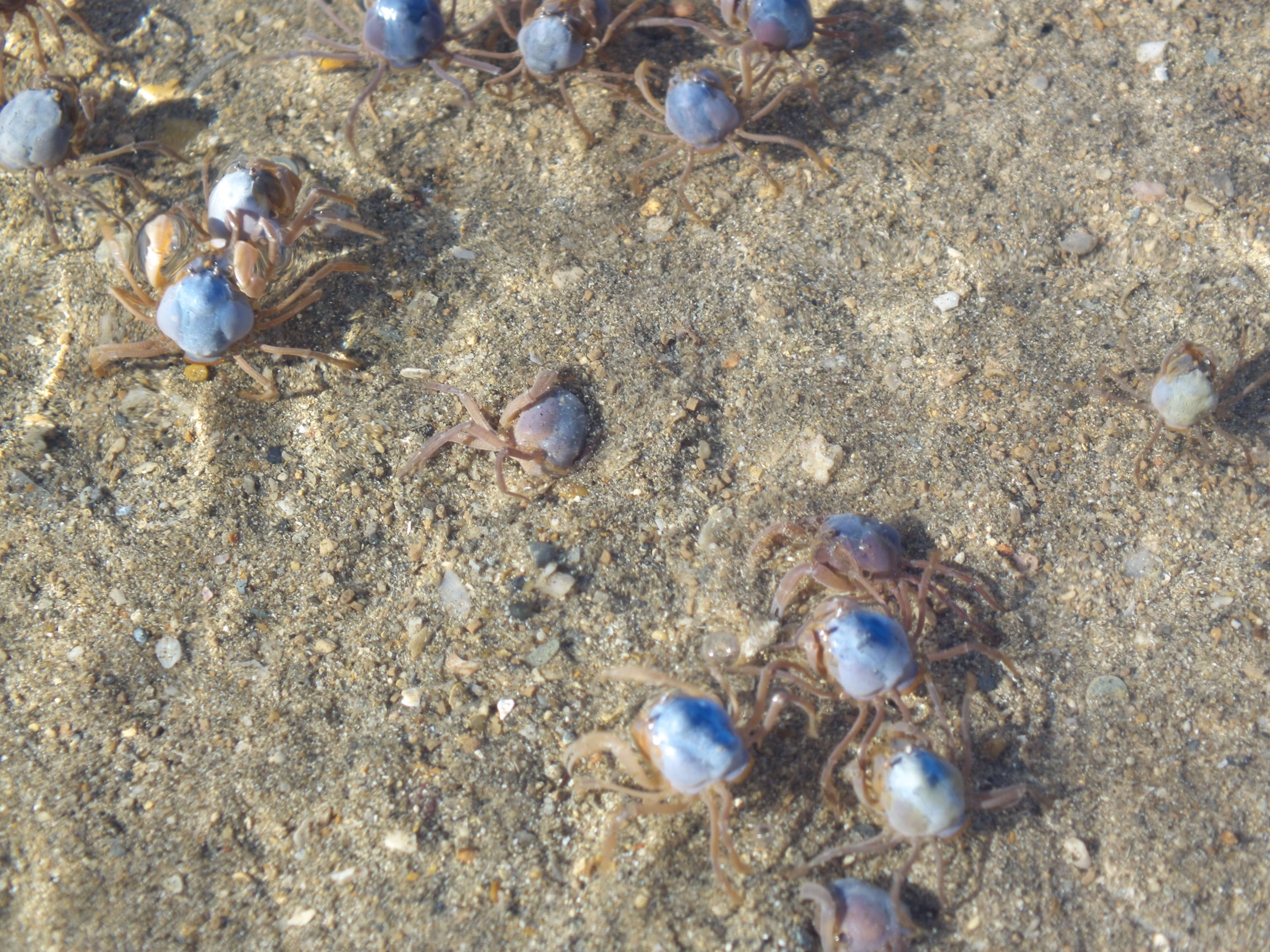 Image of grenadier crabs