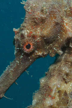 Image of Great Seahorse