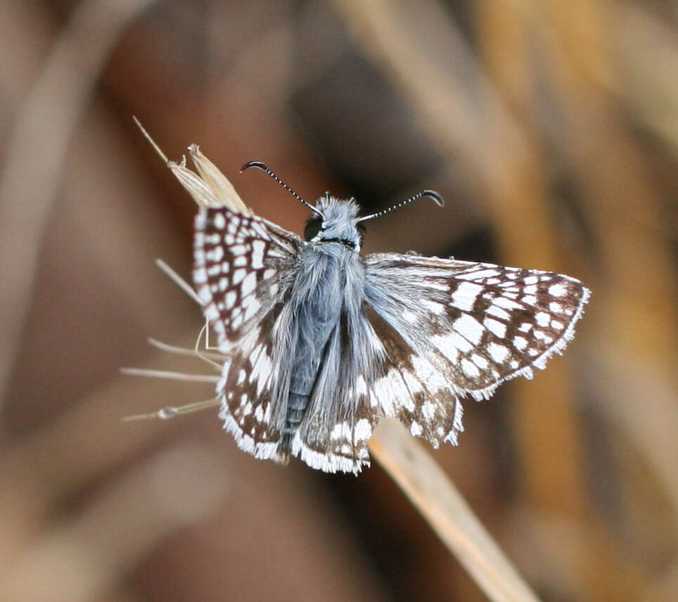 Image of Common Checkered Skipper