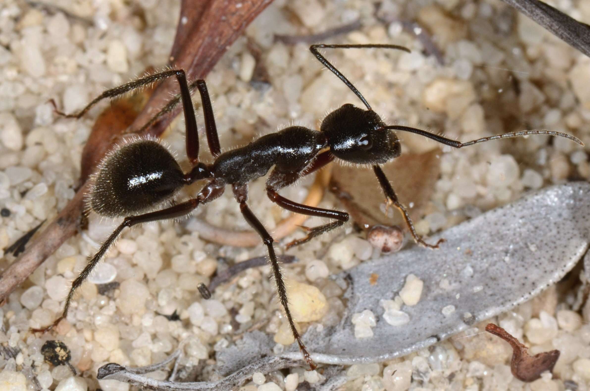 Image de Camponotus molossus Forel 1907