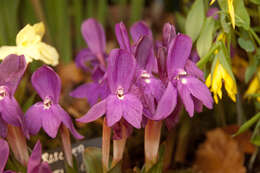 Image of Roscoea