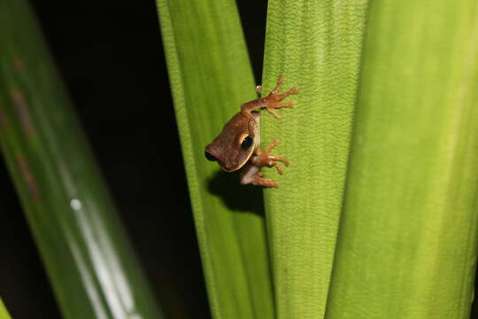 Image of Slender-legged Treefrogs