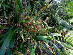 Plancia ëd Dianella sandwicensis Hook. & Arn.