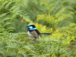 Image of fairywrens and relatives