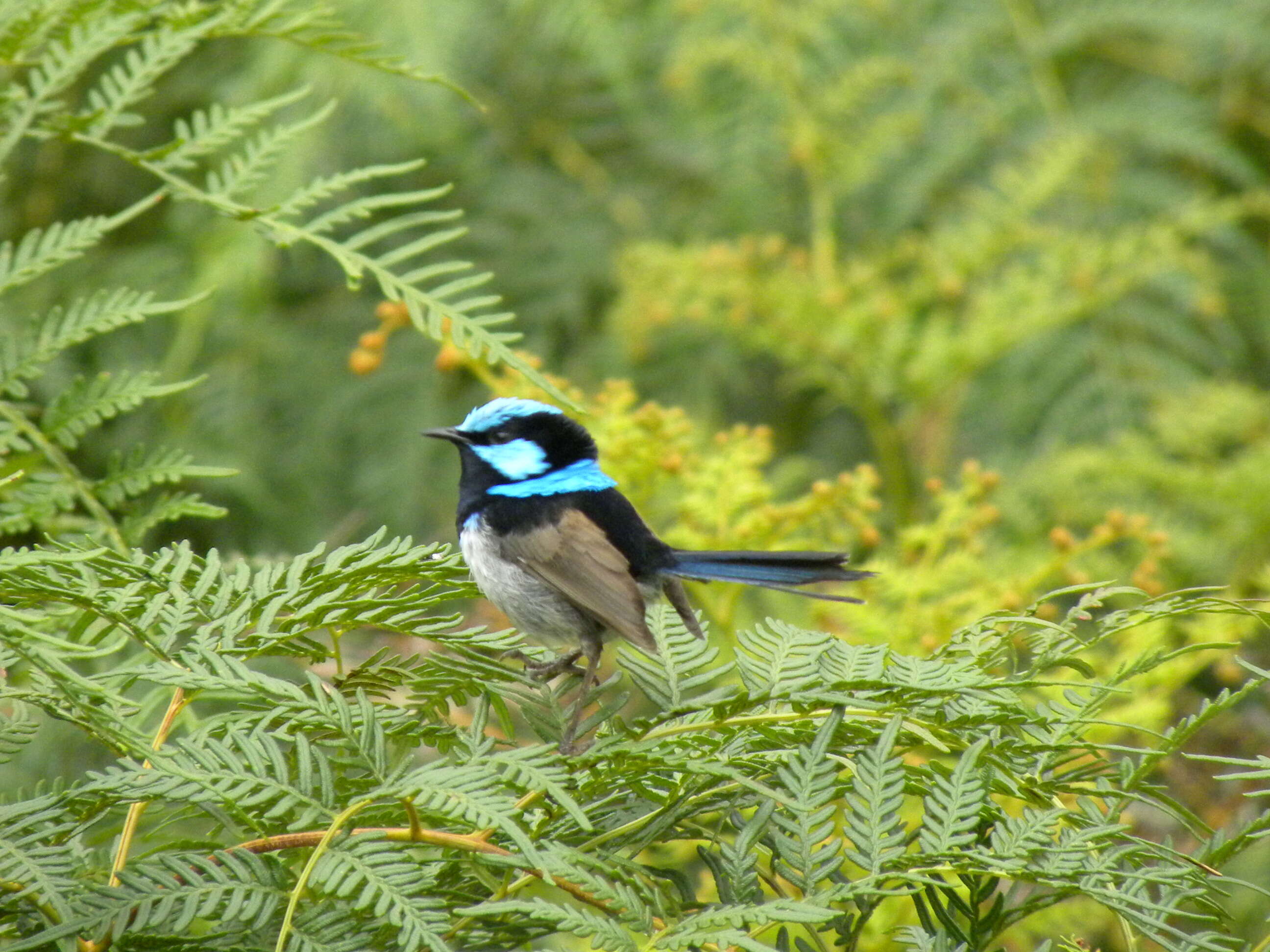 Image of Superb Fairy-wren