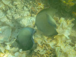 Image of Blackspot surgeonfish