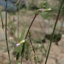 Image of Trinity Mountain rockcress