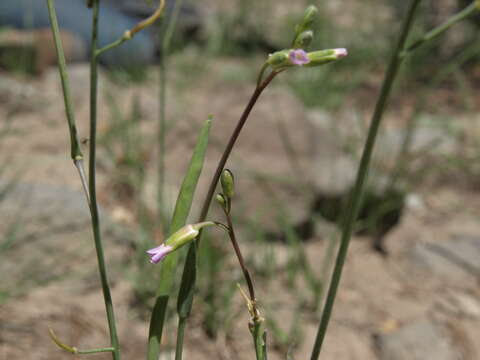 Image of Trinity Mountain rockcress