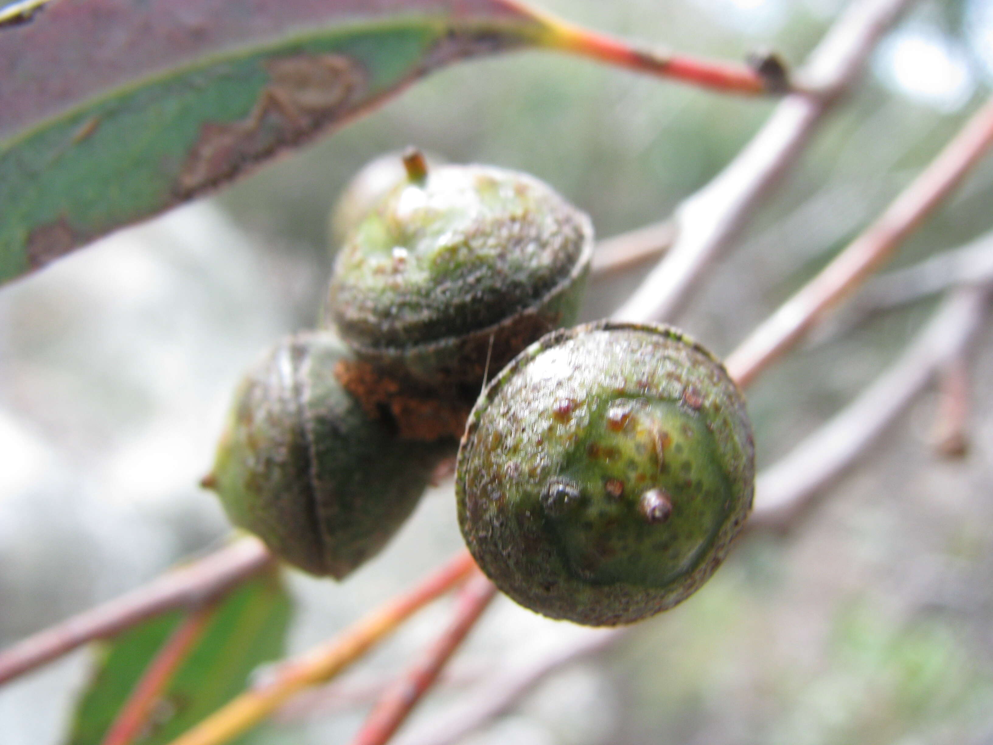 صورة Eucalyptus macrorhyncha F. Müll.